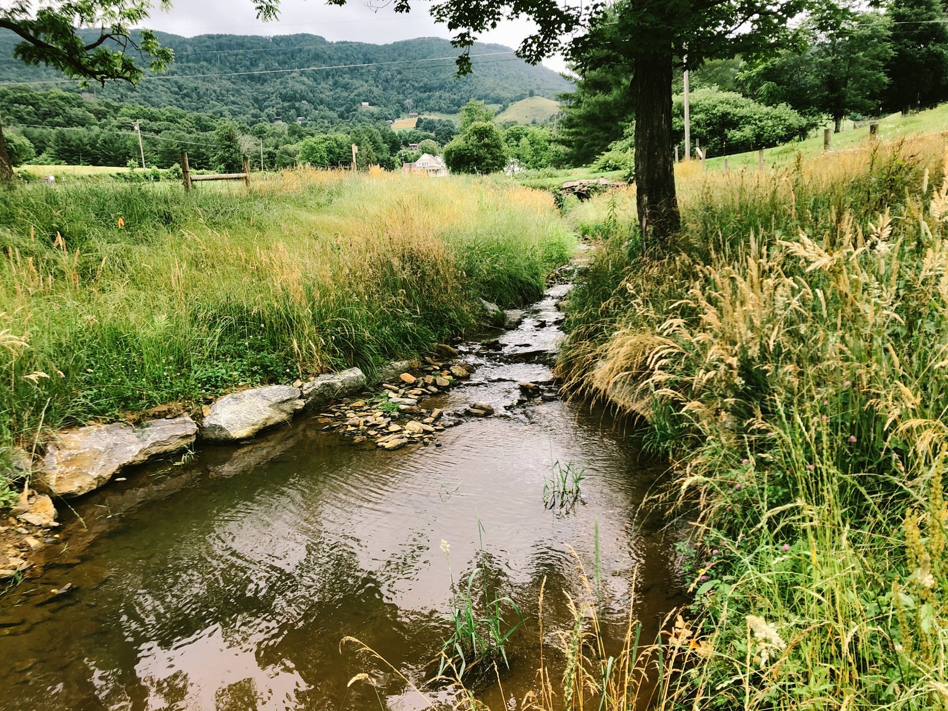 stream with grass